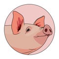 Pig head looking to the side in a pink colored circle. Animal illustration for kids book and biology lesson. Swine logotype